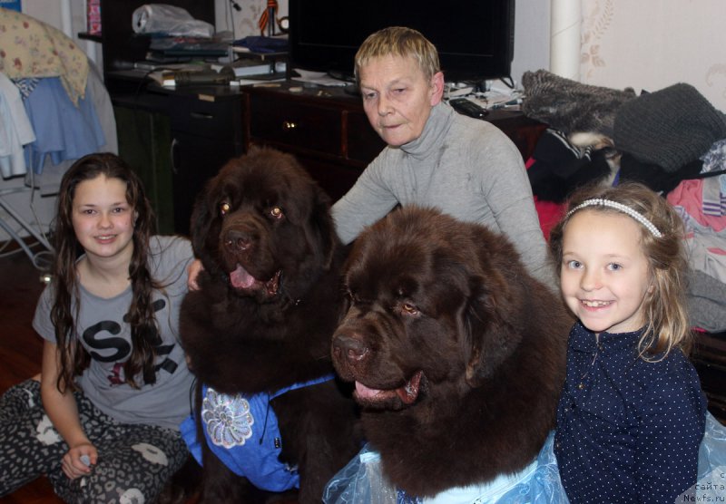 Фото: Мария Шмелева, ньюфаундленд Чармер Денкам Бронз (Charmer Denkam Bronze), Ольга Есина, ньюфаундленд Чармер Денкам Бронз (Charmer Denkam Bronze), Полина