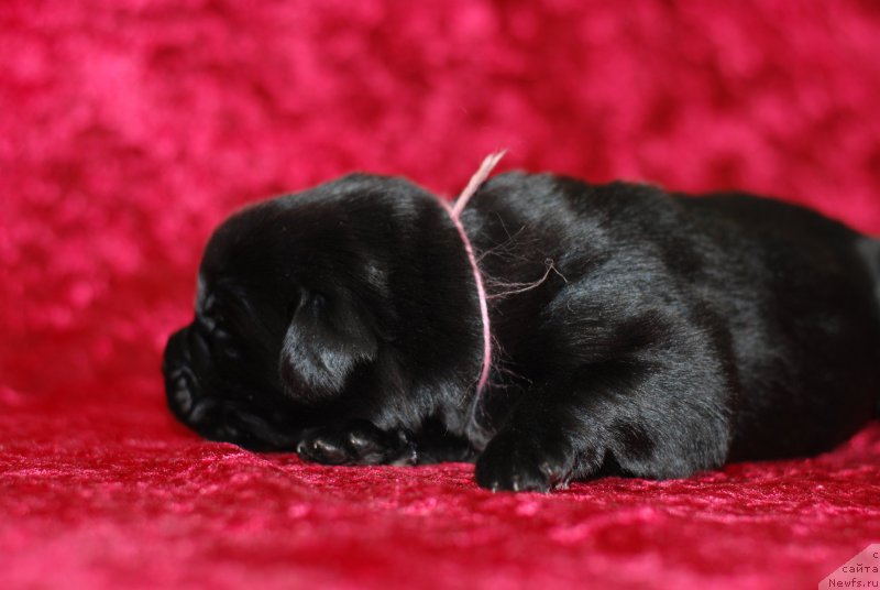 Фото: ньюфаундленд Черная Жемчужина от Сибирского Медведя, ньюфаундленд Bears Cove Lucky Break