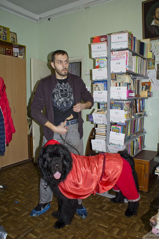 Фото: Андрей Волков, ньюфаундленд Львиное Сердце