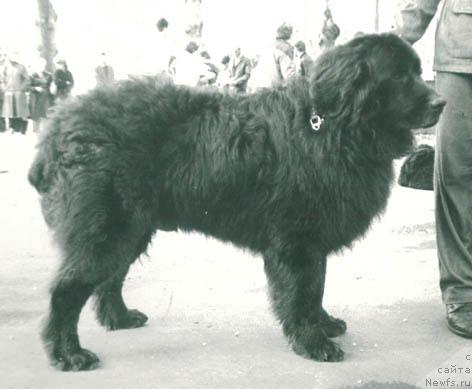 Фото: ньюфаундленд Нор Динсан