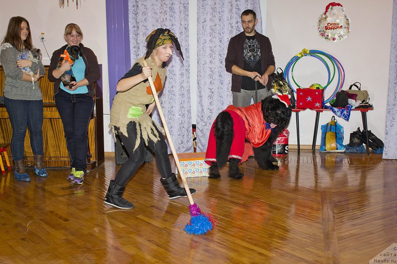 Фото: Андрей Волков, ньюфаундленд Львиное Сердце