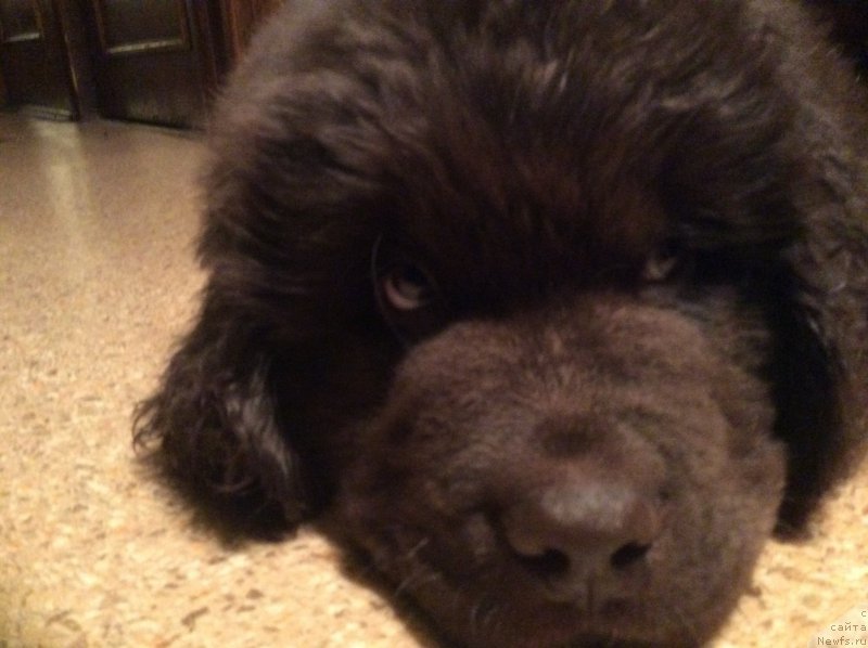 Фото: ньюфаундленд Нобл Кинг Май Лорд Симба