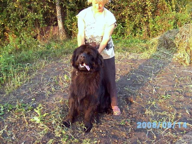 Фото: ньюфаундленд Хуодэ Шень Юсуф Паша