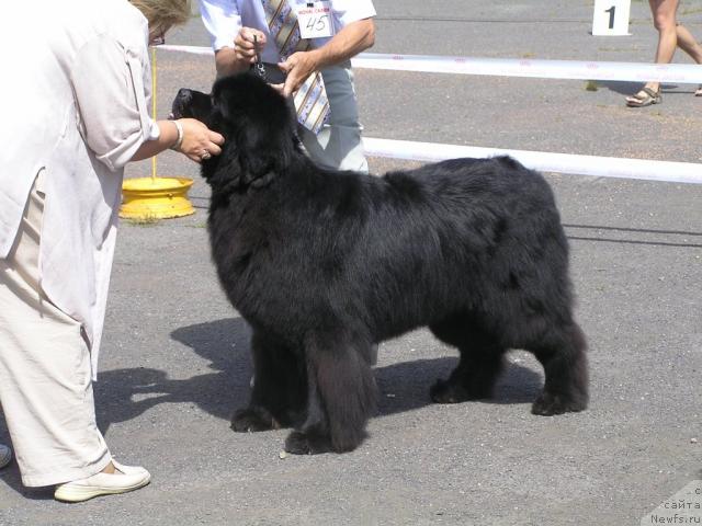 Фото: ньюфаундленд Его Высочество от Сибирского Медведя (Ego Vysochestvo ot Sibirskogo Medvedja)