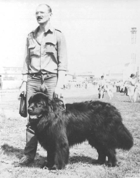 Фото: ньюфаундленд Портос Пер