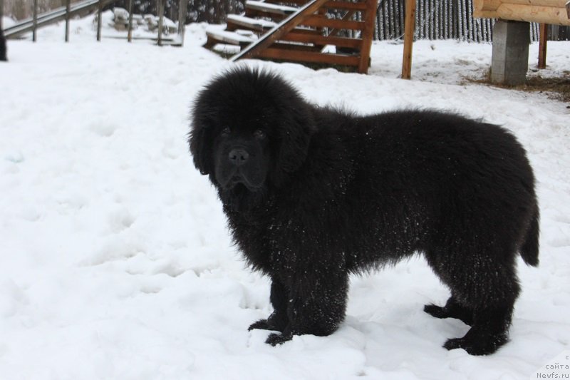 Фотография № 170620