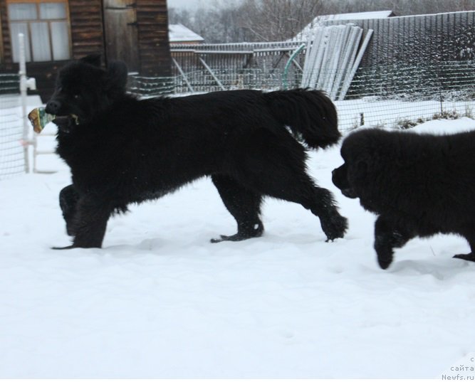 Фотография № 170621