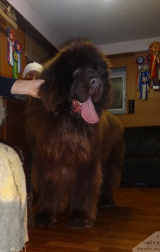 Фото: ньюфаундленд Ньюфорт Юрай Квин