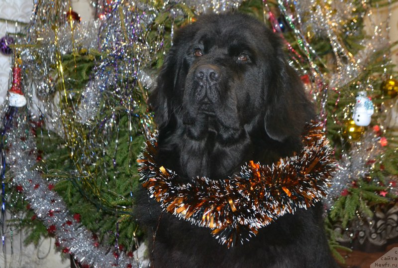 Фото: ньюфаундленд Скарлет О'Хара