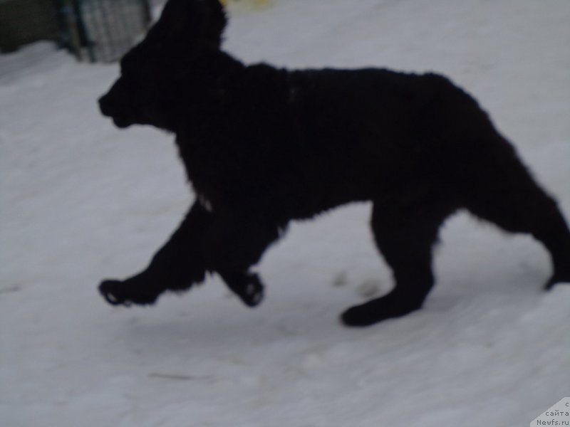 Фото: ньюфаундленд Викториус Смайл