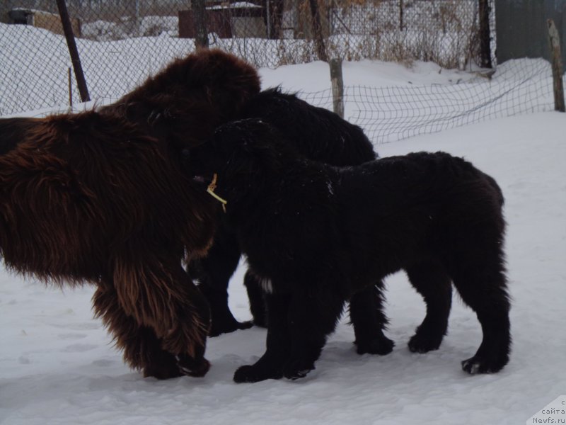 Фото: ньюфаундленд Супер Премиум Немессис, ньюфаундленд Ньюфорт Ю'Северино, ньюфаундленд Викториус Смайл