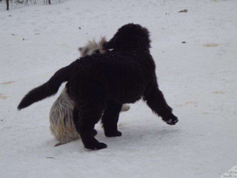 Фото: ньюфаундленд Викториус Смайл, и Торти
