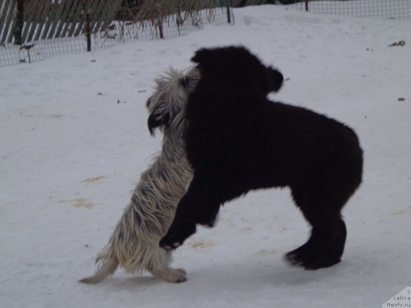 Фото: ньюфаундленд Викториус Смайл, и Торти-поиграем))