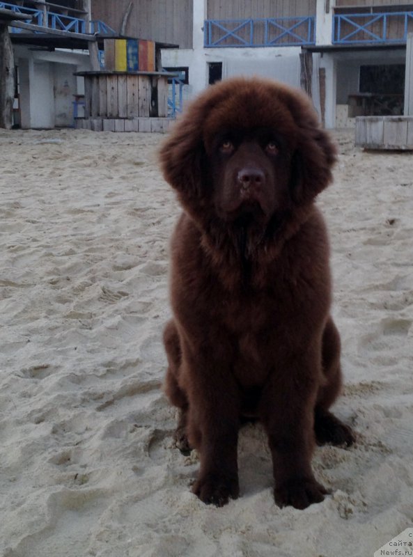 Фото: ньюфаундленд Браунблад МСК Хэппи Тедди (Brownblood MSK Happy Teddy)