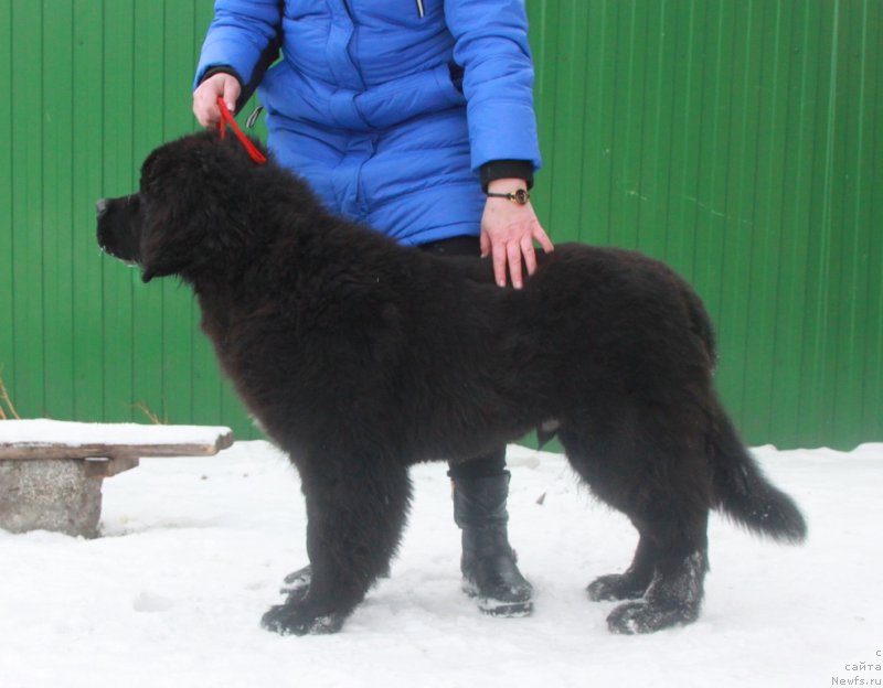 Фото: ньюфаундленд Аквиан Сонг Овер зе Юниверс