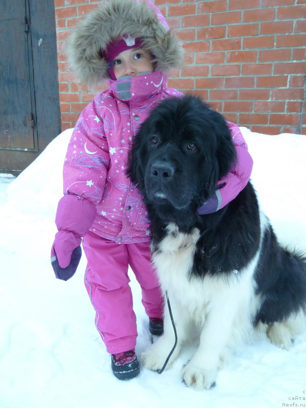 Фото: ньюфаундленд Супер Премиум Жрица Звезд (Super Premium Zhritsa Zvezd)