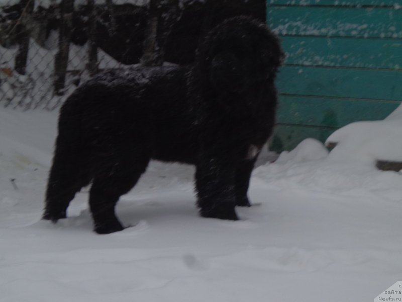 Фото: ньюфаундленд Викториус Смайл