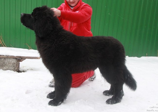 Фото: ньюфаундленд Аквиан Сонг Овер зе Юниверс