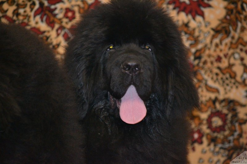 Фото: ньюфаундленд Назар Вятский Медведь (Nazar Vyatskiy Medved)