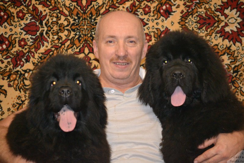 Фото: ньюфаундленд Назар Вятский Медведь (Nazar Vyatskiy Medved), ньюфаундленд Многоликая Богиня Манифик (Mnogolikaya Boginya Manifik), Алексей Вотчал