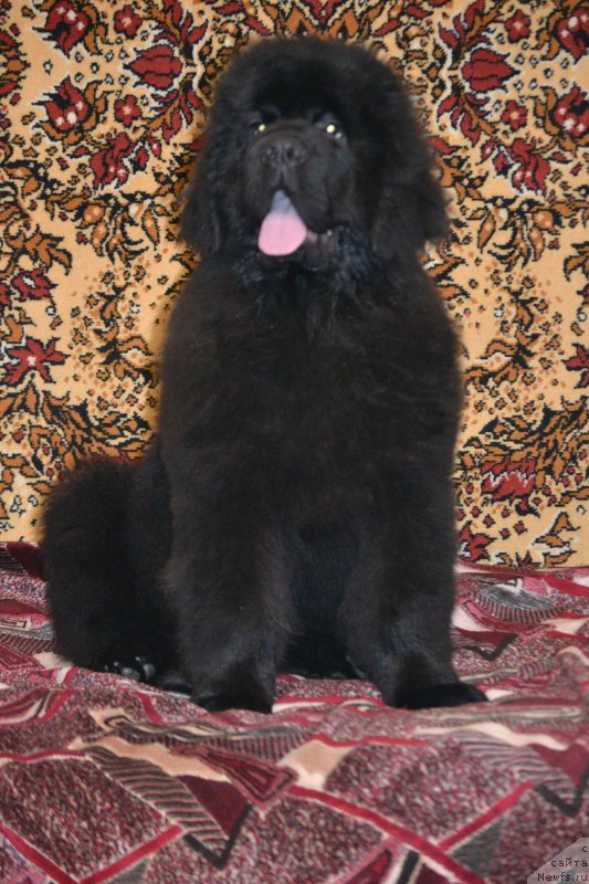 Фото: ньюфаундленд Назар Вятский Медведь (Nazar Vyatskiy Medved)