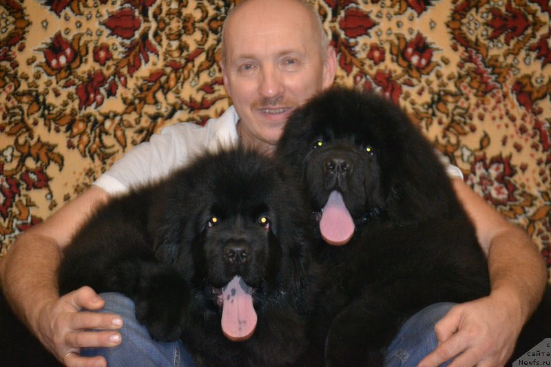 Фото: ньюфаундленд Назар Вятский Медведь (Nazar Vyatskiy Medved), ньюфаундленд Многоликая Богиня Манифик (Mnogolikaya Boginya Manifik), Алексей Вотчал