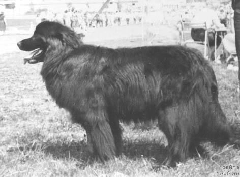 Фото: ньюфаундленд Патриция Пер