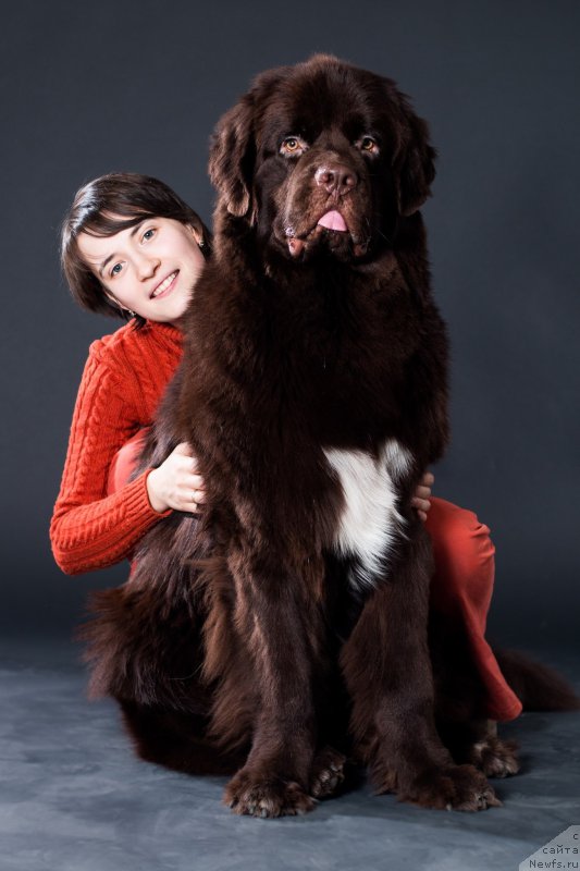 Фото: Алла Полякова-Готлиб, ньюфаундленд Velyke Malyatko Dnister