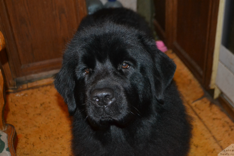 Фотография № 170702