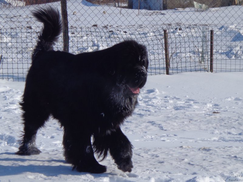 Фото: ньюфаундленд Супер Премиум Микадо (Super Premium Mikado)