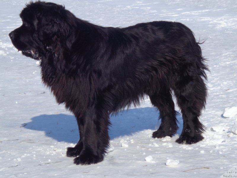 Фото: ньюфаундленд Супер Премиум Нао Дел Трато