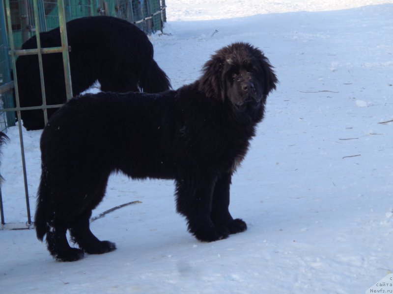 Фото: ньюфаундленд Викториус Смайл