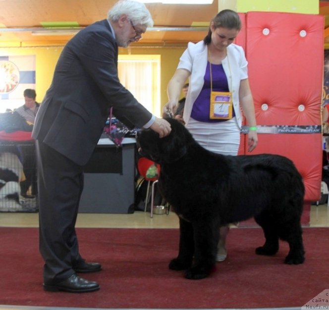 Фото: ньюфаундленд Аквиан Сонг Ларс Бергер (Akvian Song Lars Berger)