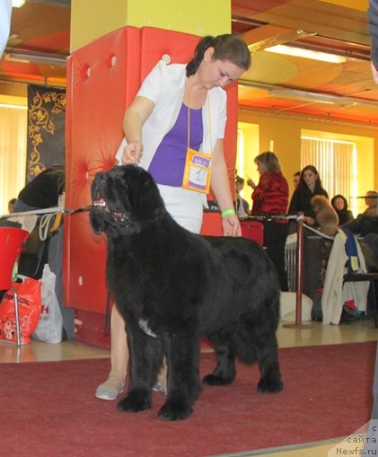 Фото: ньюфаундленд Аквиан Сонг Ларс Бергер (Akvian Song Lars Berger)