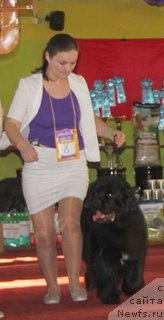 Фото: ньюфаундленд Аквиан Сонг Лаватера (Akvian Song Lavatera)