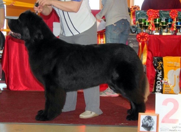Фото: ньюфаундленд Супер Бизон Лакшми Лана