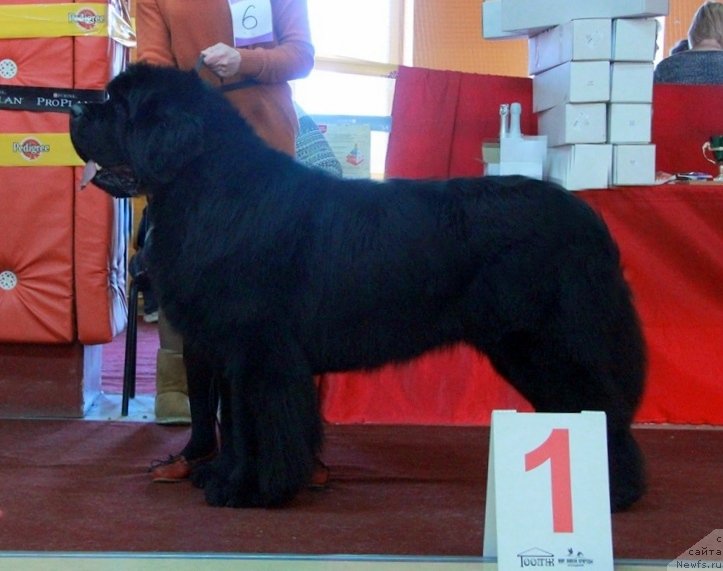 Фото: ньюфаундленд Моон Броок Аристократ (Moon Brook Aristocrat)