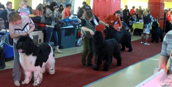 Фото: ньюфаундленд Супер Бизон Космос (Super Bizon Cosmos), ньюфаундленд Акватория Келвин Нобель (Aquatoriya Kelvin Nobel), ньюфаундленд Моон Броок Аристократ (Moon Brook Aristocrat), ньюфаундленд Ньюфорт Шон Волмари Триумф (Njufort Shawn Wallmar Triumph)