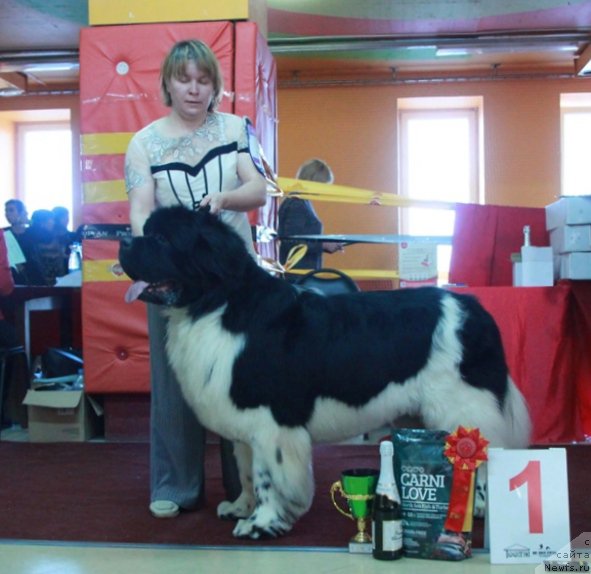 Фото: ньюфаундленд Супер Бизон Космос (Super Bizon Cosmos)