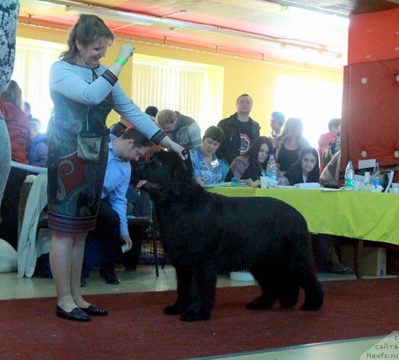Фото: ньюфаундленд Обуш Шед Венити Фэар