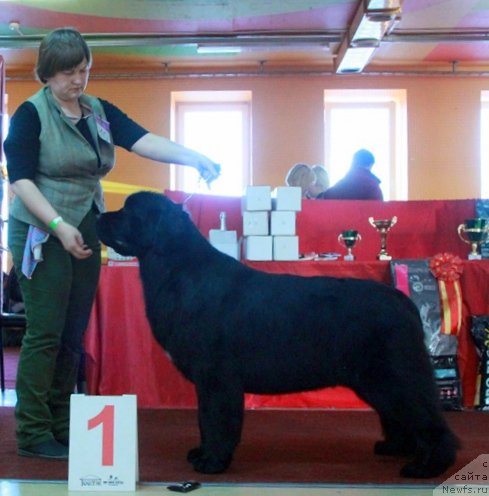 Фото: ньюфаундленд Акватория Келвин Щедрость Фортуны (Aquatoriya Kelvin Schedrost Fortuny)