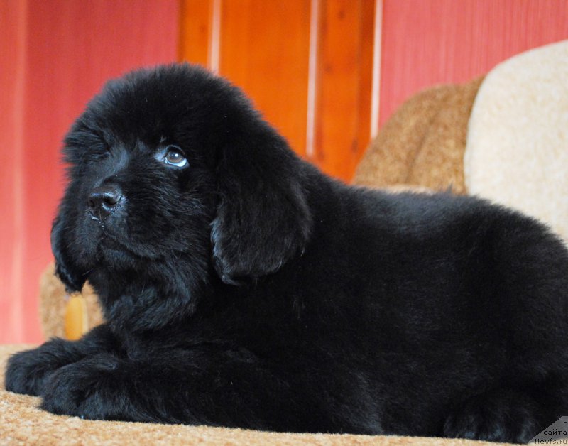 Фото: ньюфаундленд Моя Стихия Иксия Элли Сюрпрайз (Moya Stikhiya Iksiya Elli Surprise)