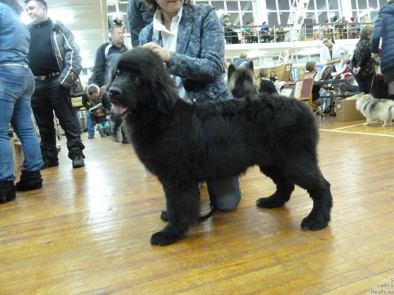 Фото: ньюфаундленд Супер Премиум Рита Маргарита