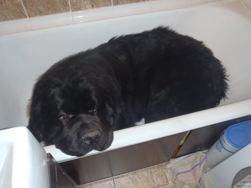 Фото: ньюфаундленд Дак Прайд Версаче (Dark Pride Versace)