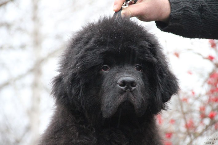 Фото: ньюфаундленд Басня с Берега Дона (Basnja s Berega Dona)