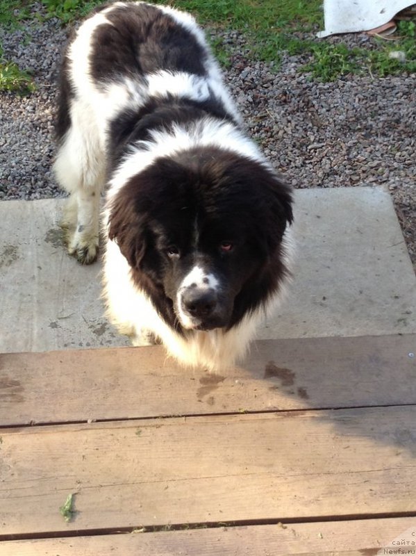 Фотография № 170742