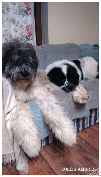 Фото: ньюфаундленд Флюфи Аваланч Полнолуние