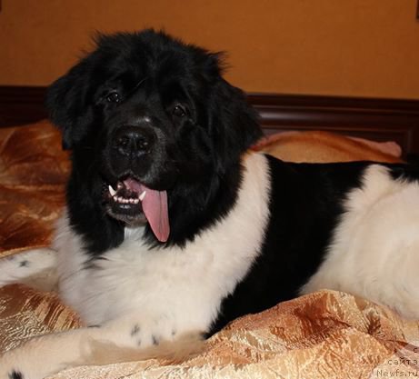 Фотография № 170744