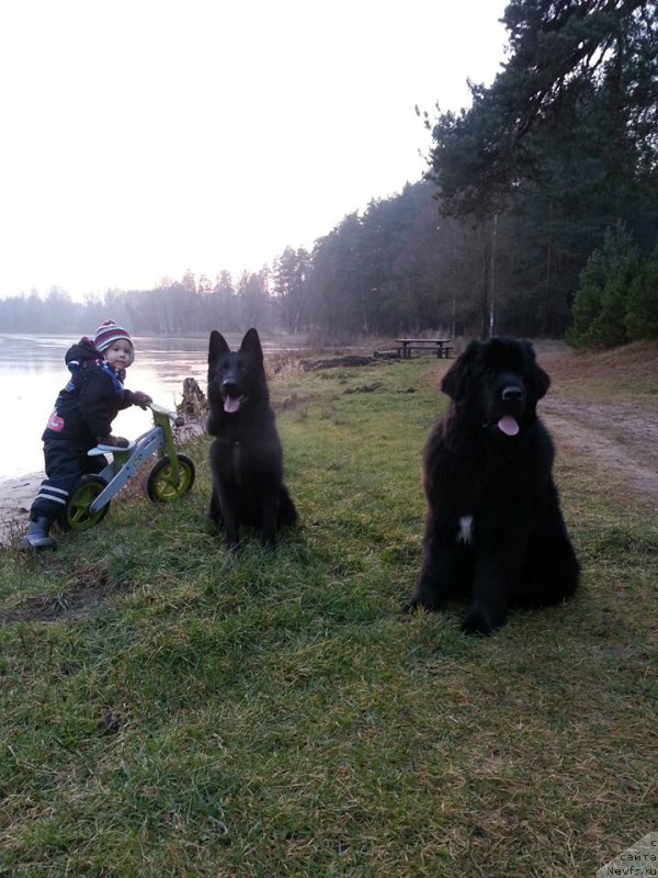 Фото: ньюфаундленд Флюфи Аваланч Хеад Овер Хеелс (Fluffy Avalanche Head Over Heels)