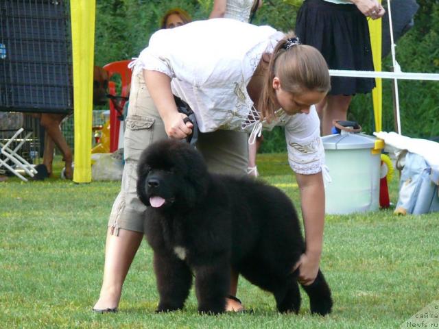 Фото: ньюфаундленд Skippers Secret Agent For Donat's Pride